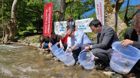 Düzce'de Alabalık Yavruları Suya Salındı