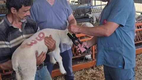 Bozdoğan'da Hayvan Sağlığı Çalışmaları Devam Ediyor