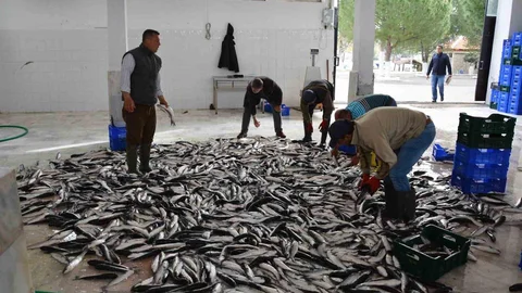 Muğla'nın İhracatı Yüzde 6,5 Arttı