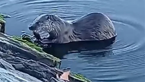 Küçükçekmece Gölü’nde Su Samuru Görüntülendi