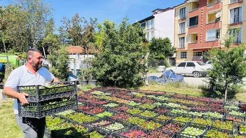 Taşköprü'de 70 Bin Çiçek Dikimi