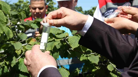 Kahverengi Kokarca ile Mücadele İçin Samuray Arısı Salınıyor