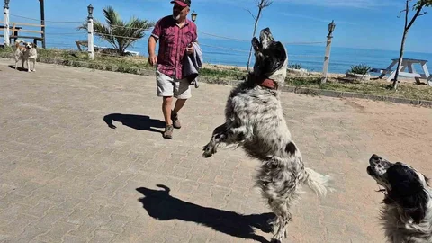 Bartın'da Dronsavar Köpekler