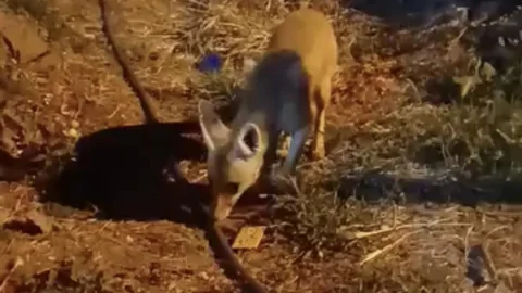 Çankırı'da Aç Kalan Tilkiye Bisküvi İkramı