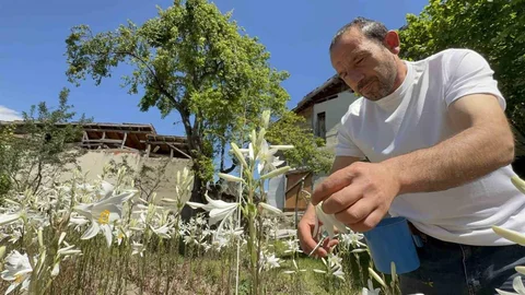 Tokat'ta Akzambak Yağı Fiyatı 5 Bin Euro'yu Geçti