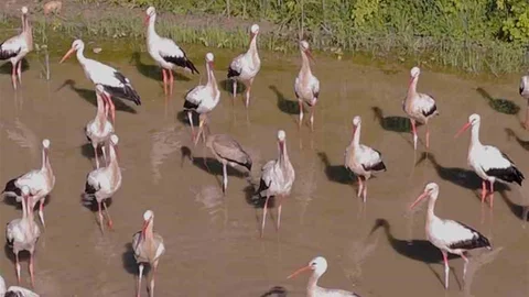 Kırklareli'nde Sarı Gagalı Leylek Görüldü