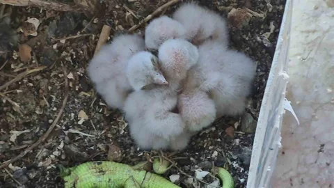 Sivas'ta Saksıda Yumurtlayan Kerkenez Olayı