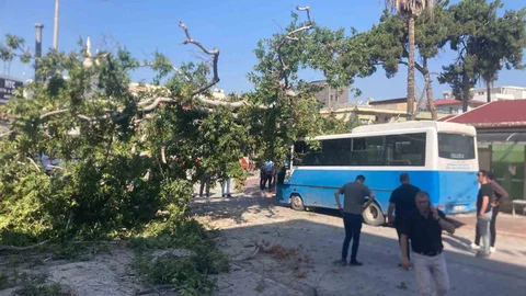 Osmaniye'de Çınar Ağacı Devrildi