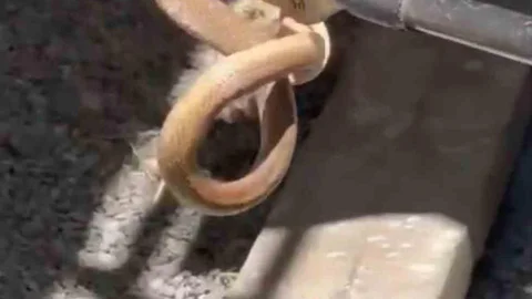 Iğdır'da Yılan Paniği