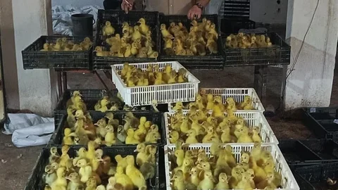 Samsun'da Kaz Yetiştiriciliği Modeli