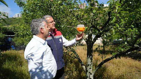 Samsun'da Meyve Sineğiyle Mücadele Başlatıldı