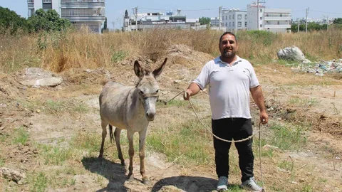 Adana'da Sahipsiz Eşekler Bulundu
