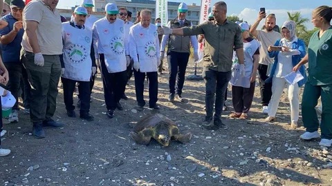 Mersin'de Deniz Kaplumbağaları Yeniden Doğaya Salındı