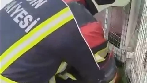 Aydın'da Kirpi Kurtarma Operasyonu