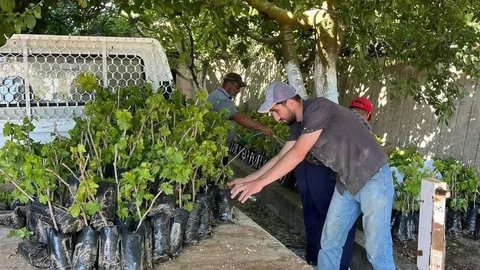 İki Kardeşten Üzüm Üretimine Katkı