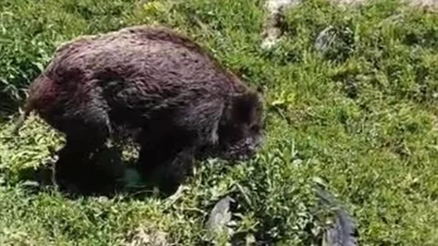 Yaralı Domuz Ardahan'da Görüntülendi