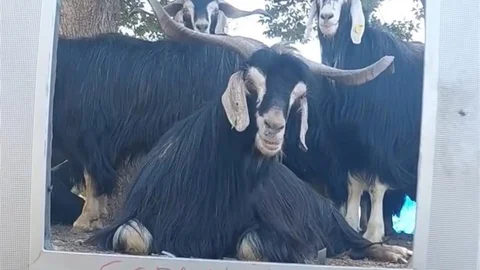 Elazığ'da Fenomen Çobanın Eğlenceli Anları