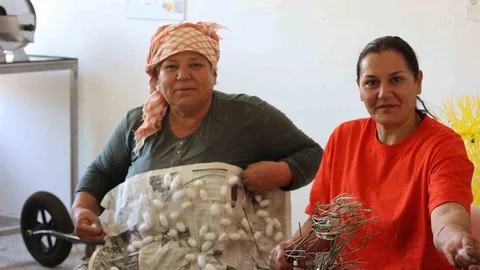 Muğla'da İpek Böcekçiliği Gelişiyor