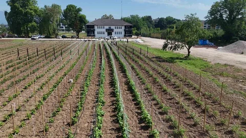 Düzce'de Ata Tohumu Üretimi Artıyor