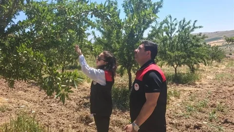 Elazığ'da Badem Bahçeleri Kontrol Ediliyor