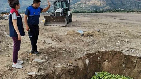 Aydın Bozdoğan'da Hastalıklı İlekler İmha Edildi