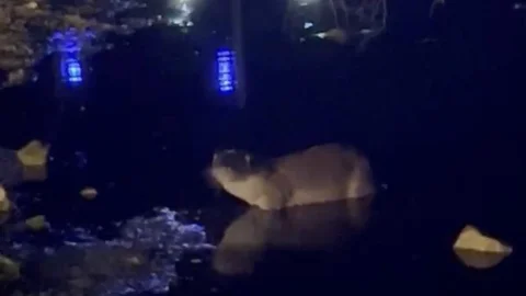Bolu'da Gece Su Samuru Görüntülendi