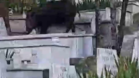 Karabük'te Yaban Domuzu Görüntülendi
