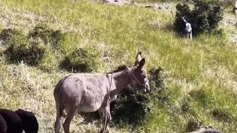 Elazığ’da Dron ile Eşek Bulundu