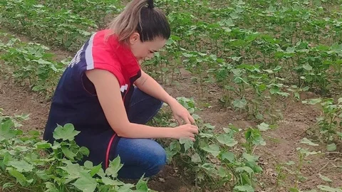 Didim'de Pamuk Gelişimi İzleniyor