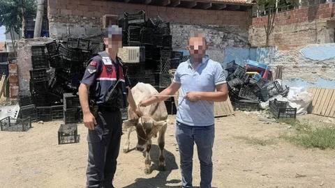 Aydın'da Çalınan Büyükbaş Hayvan Bulundu