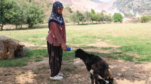 Oğlak, Hayriye Teyzenin Yanında Anne Sevgisini Buldu