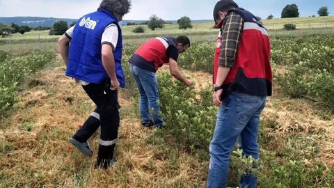 Domaniç’te Aronya Üretimi Devam Ediyor