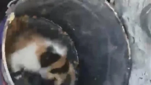 Osmaniye'de Yavru Kedi Kurtarıldı