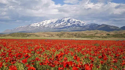 Bitlis'te Gülistan Ovası Gelinciklerle Kaplandı
