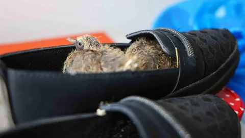 Elazığ'da Kumru Yuva Yaptı