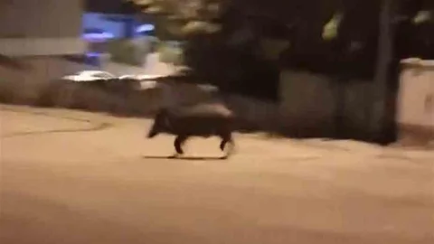 Karabük'te Yaban Domuzları Mahalleye Girdi