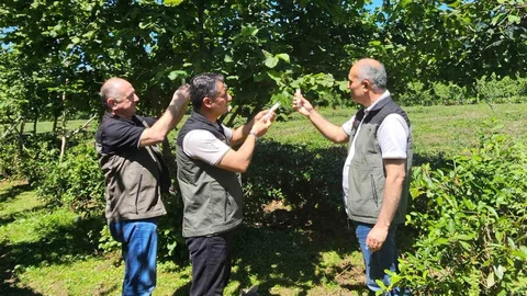 Kahverengi Kokarca ile Mücadelede Samuray Arıcıkları Salındı
