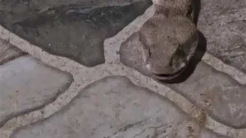Şırnak’ta Balkonda Yılan Panik Yaratıyor