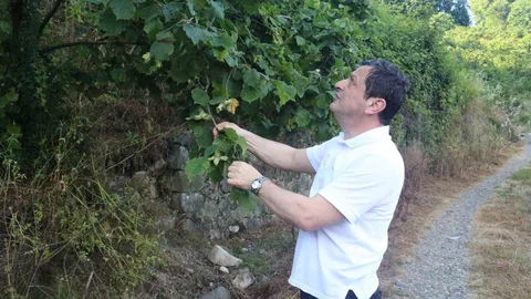 Giresun Fındık Rekoltesi ve Zararlılar