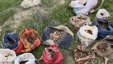 Çankırı'da İzinsiz Salep Toplama Ceza