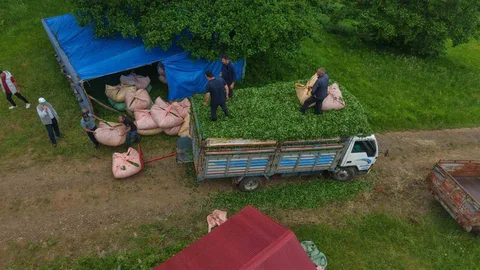 Trabzon'da Çay Taşımacılığında Yenilikçi Çözüm
