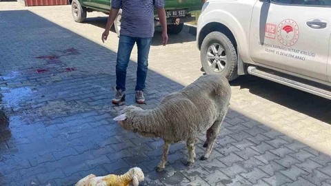 Erzincan'da Doğum Zamanında Kurtarıldı