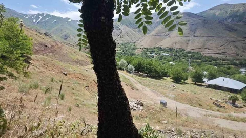 Elazığ'da Arı Oğulu Olayı