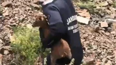 Artvin'de Yavru Keçi Kurtarıldı