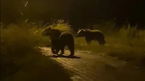 Yozgat'ta İki Ayı Görüntülendi