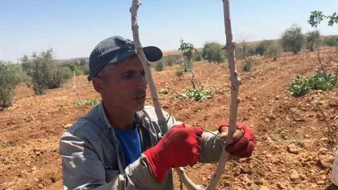 Şanlıurfa'da Fıstık Aşılama Dönemi Başladı
