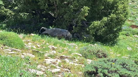 Erzincan'da Kangal Köpeği Dikkat Çekti