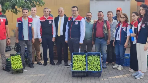 Aydın'da İncir Üretimi İçin Yoğun Çalışma