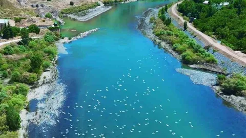Elazığ'da Martıların Görsel Şöleni