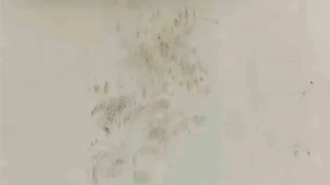 Rize'de Ayı Paniği Yaşandı